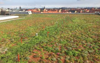 Mastic Asphalt Green Roofing